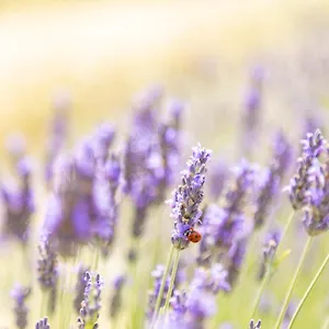 Alloggio per agriturismo La Valle Della Lavanda - Podere Mezzastrada 